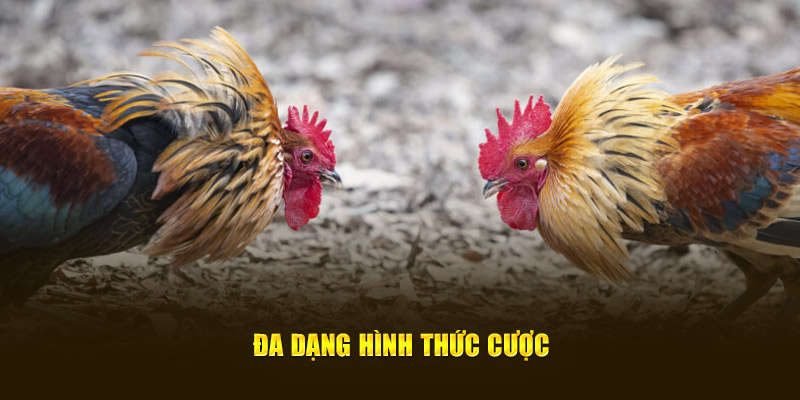 Đa dạng hình thức cược hấp dẫn từ thương hiệu 