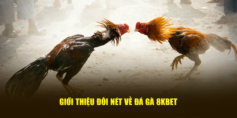 Giới thiệu đôi nét cơ bản về Đá gà 8KBET