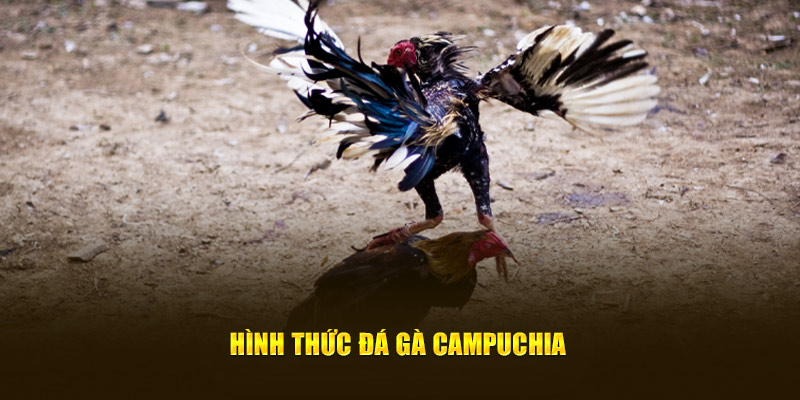 Hình thức Đá gà Campuchia 